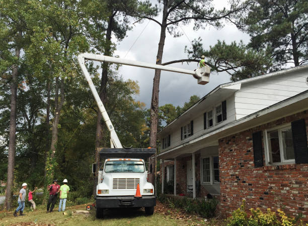 Best Tree Trimming and Pruning  in Seffner, FL