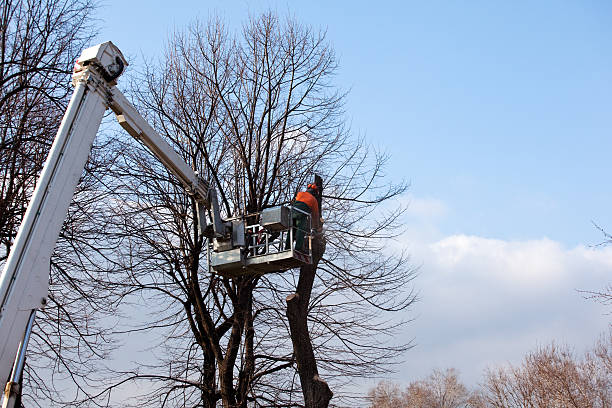 How Our Tree Care Process Works  in  Seffner, FL