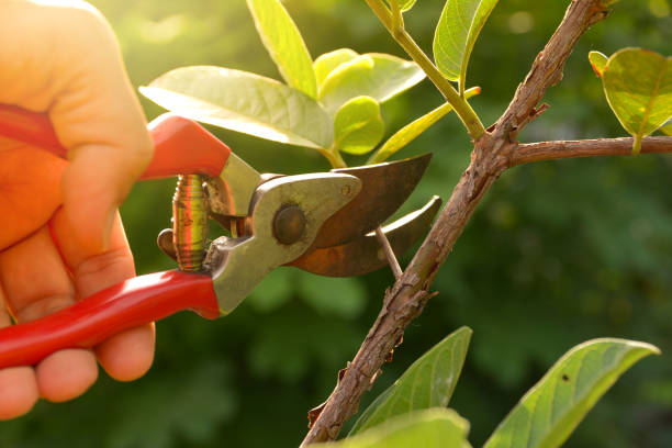 Trusted Seffner, FL Tree Services Experts